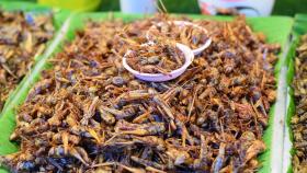 В Японии начнут питаться сверчками